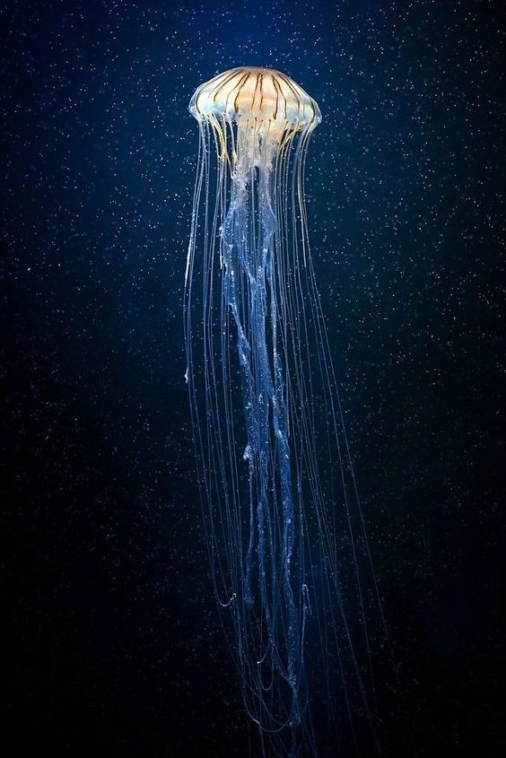 Phōs Graphé, JELLYFISH