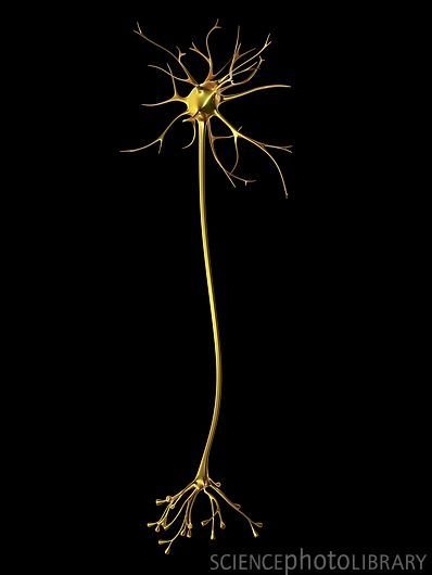 Nerve Cell, Science Photo Library