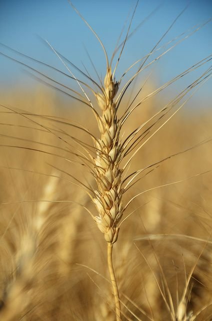 Brian G. Kennedy, A Head of Wheat